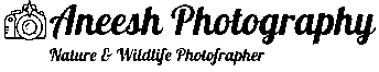 aneesh photography logo