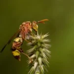 Aneesh Photography Aneesh Photography